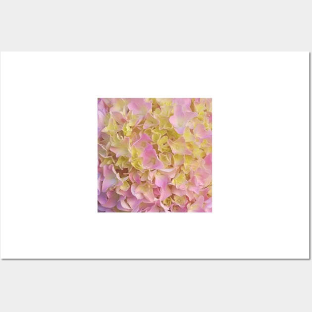 Yellow and Rose French Hydrangea Close Up Wall Art by DesignMore21